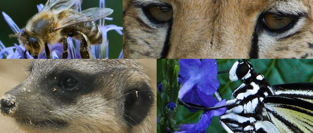 Stockvideo in Macro und Zeitlupe